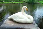 Swanee